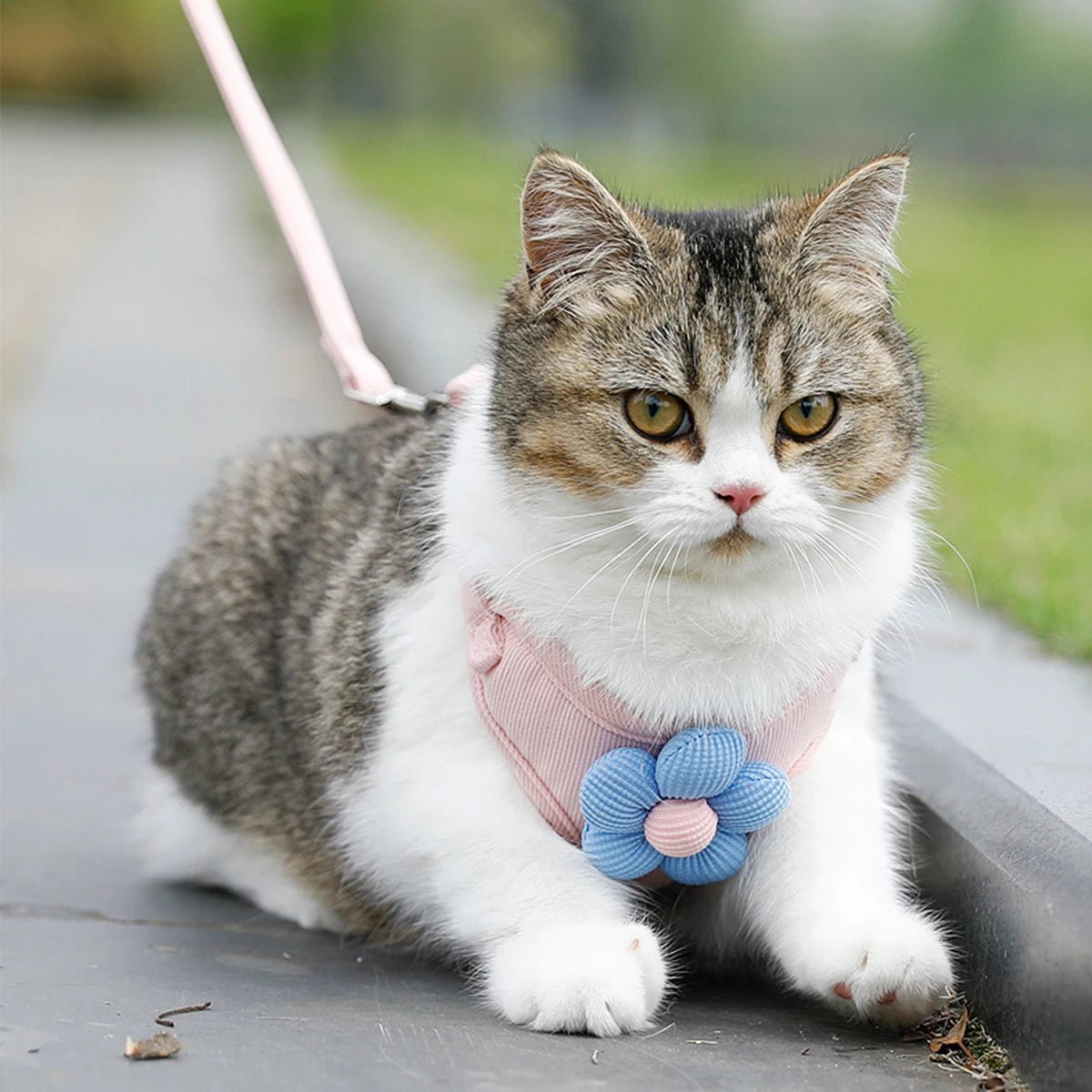 Cat Harness and Leash Sets Adjustable Dog Harness for Small Dog Leash Breashable Pet Harness Out Walking Dog Strap - Happy Tails