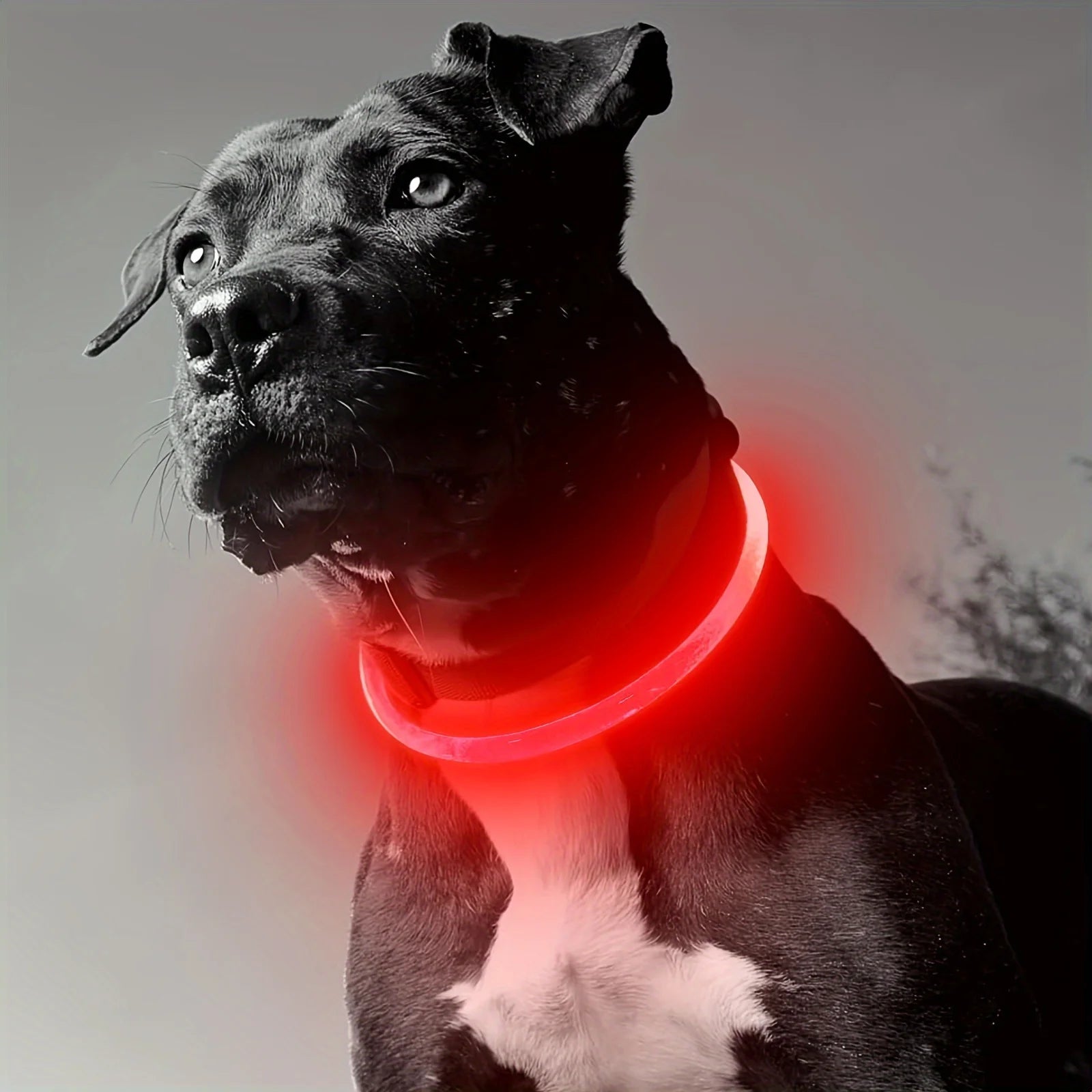 Pet Dog LED Light Collar Luminous Anti - Lost Dog Collar USB Rechargeable Dog Necklace CollarHappy TailsHappy Tails