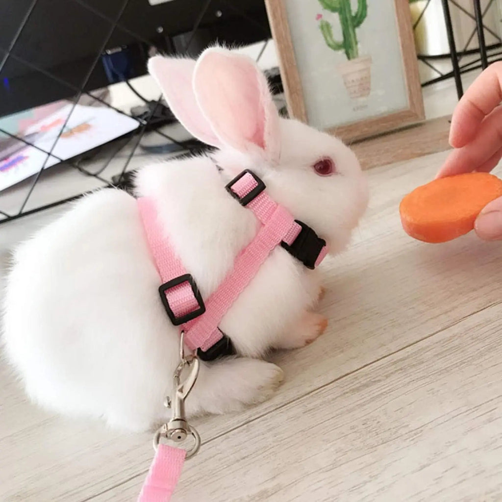 Kitten Cat Harness Leash Set Walking Escape Proof Adjustable Nylon Halter Collar Harness for Cats Puppy Rabbit Pet Accessories - Happy Tails