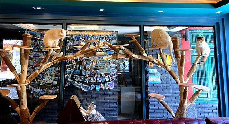 Cat Climbing Cat Nest Cat Tree Scratching Post Twine Solid Wood Pet Products Supplies Scratchers Furniture Multi-Level Plush - Happy Tails
