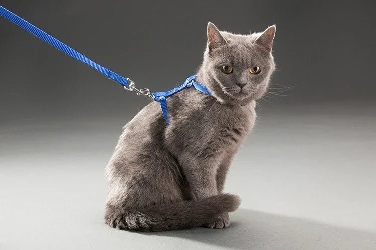 Kitten Cat Harness Leash Set Walking Escape Proof Adjustable Nylon Halter Collar Harness for Cats Puppy Rabbit Pet Accessories - Happy Tails