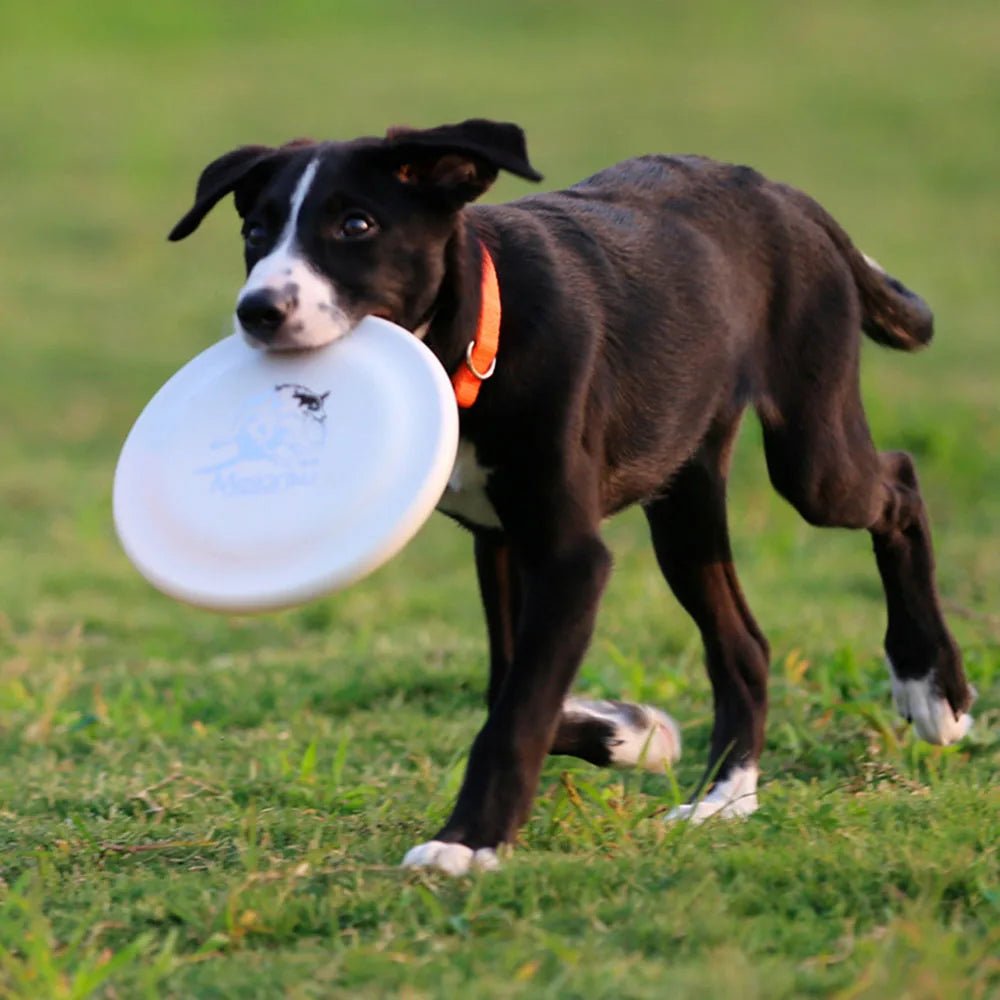 Dog Training Disc - Durable Pet  for Puppy & Adult Dog Training, Lightweight Easy-Catch Dog Training Toy, Essential Pet Supplies - Happy Tails