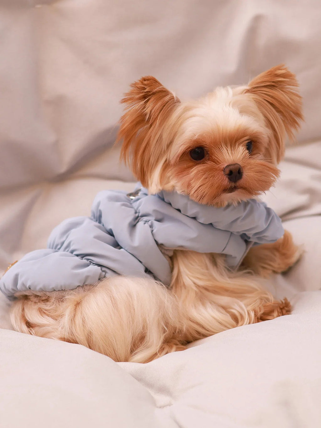 Dog Jacket For Autumn/Winter, Pet Coat, 3 - Layer Thick Warm Outerwear, Suitable For Small To Medium Dogs Like Poodle, Teddy, YorkHappy TailsHappy Tails