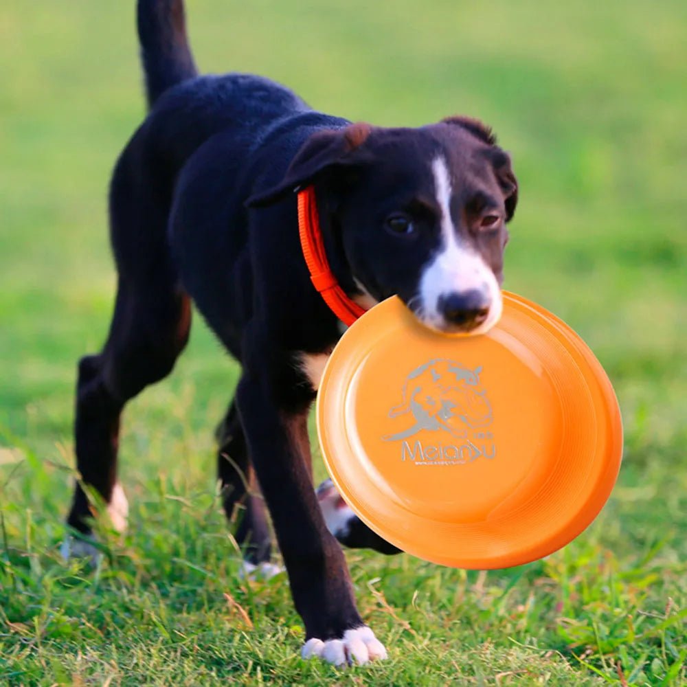 Dog Training Disc - Durable Pet  for Puppy & Adult Dog Training, Lightweight Easy-Catch Dog Training Toy, Essential Pet Supplies - Happy Tails